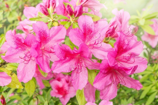 azalea